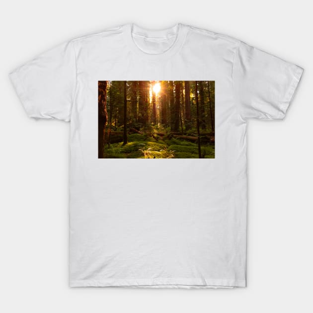 Golden light in the forest T-Shirt by blossomcophoto